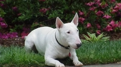 Kaj morate biti pripravljeni, če želite začeti bull terrier